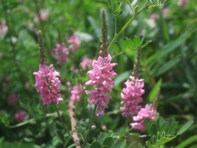 マメ科の野の花