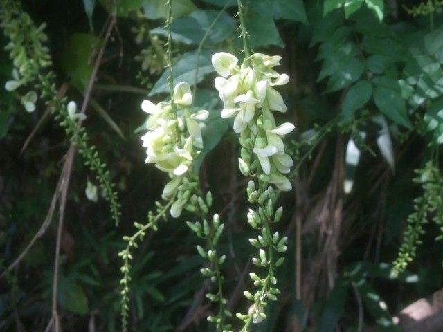 マメ科の野の花