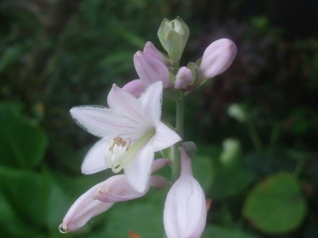 仙翁花ほか