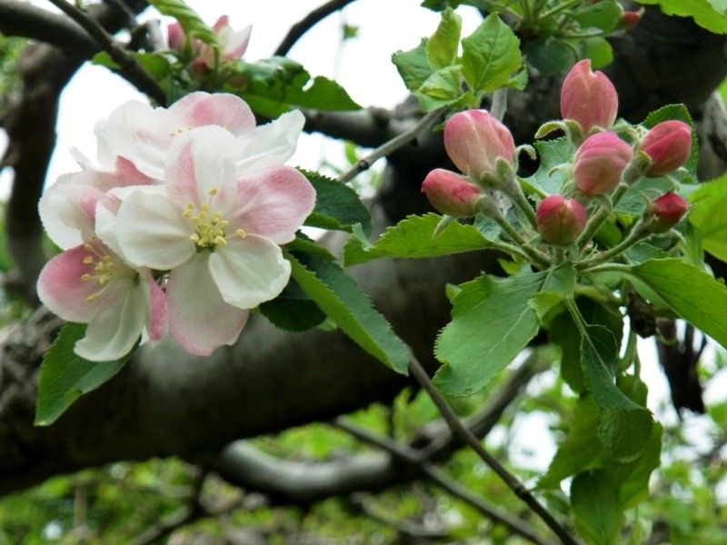【園芸LOVE 原田が行く】これが「ニュートンのリンゴ」――科学する心を呼び覚ます