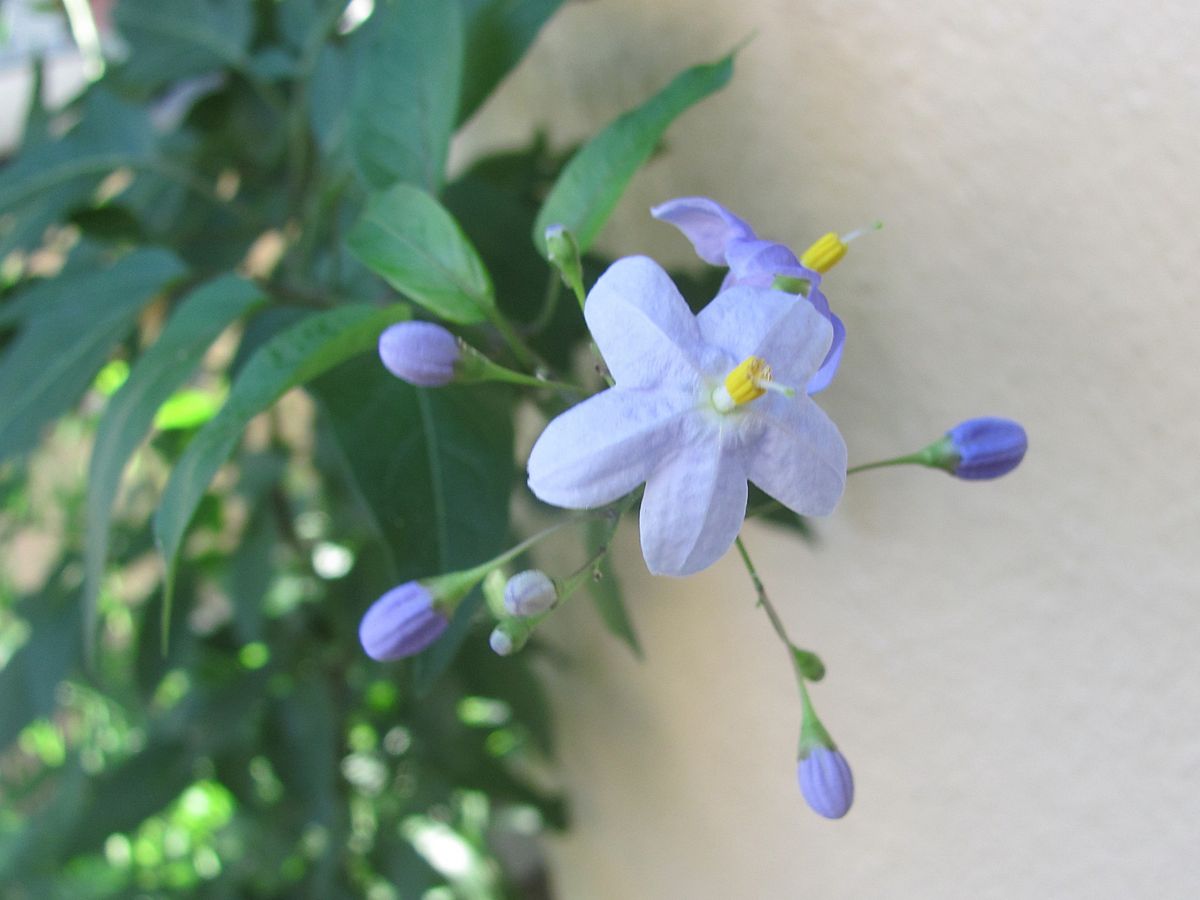 カーテンの花の色