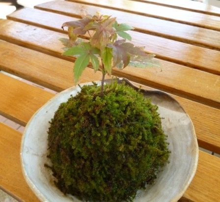 苔玉作りました。