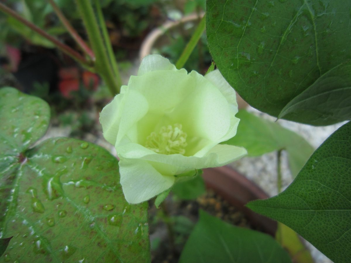 ワタの花　咲きました！