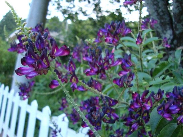 夏の花木