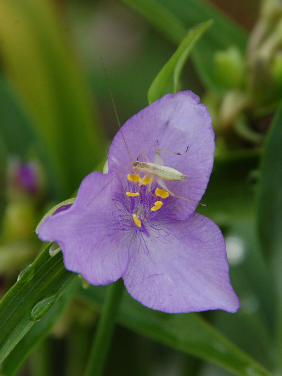 夏の虫たち