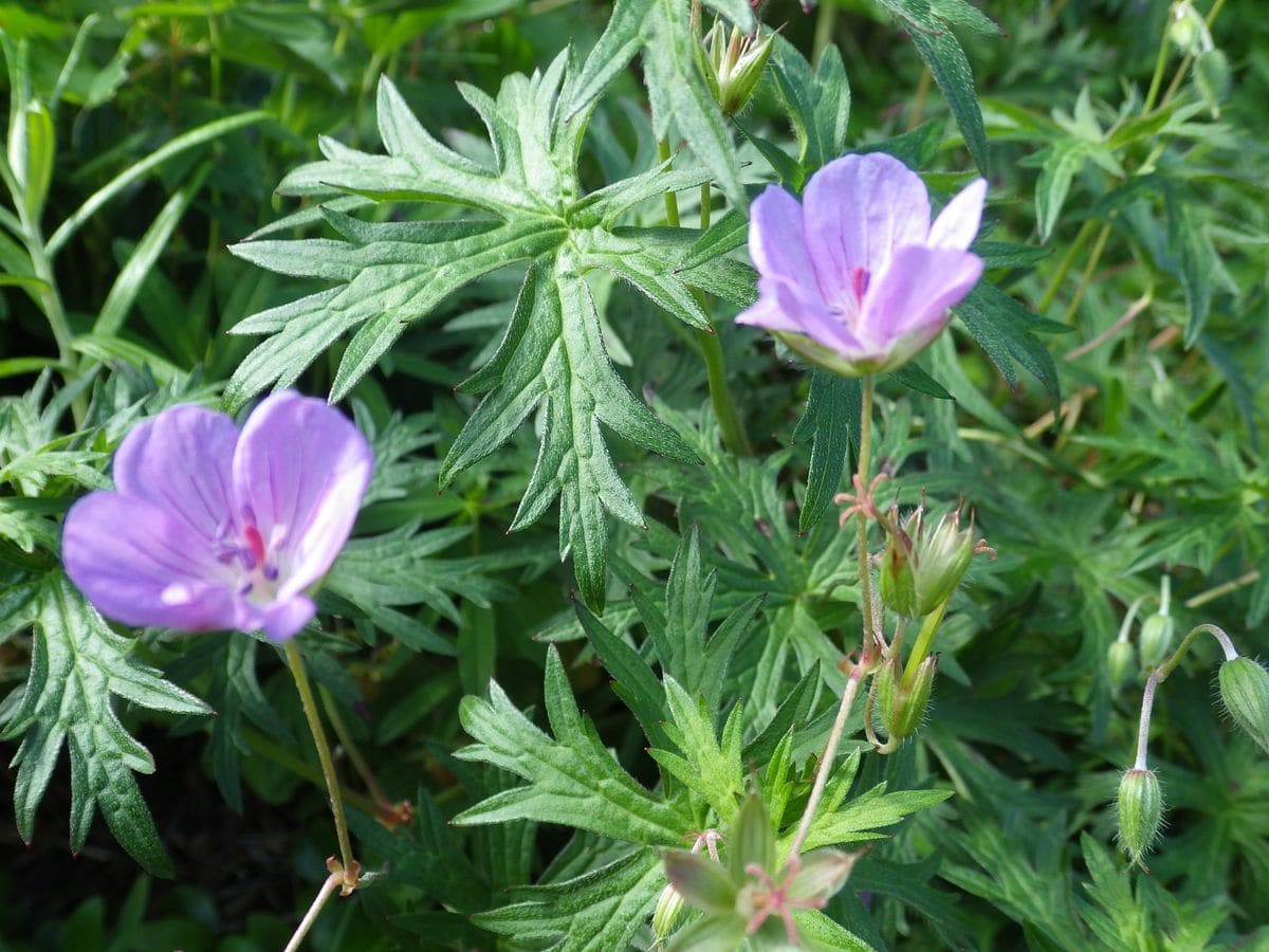 池の平の花々☆２