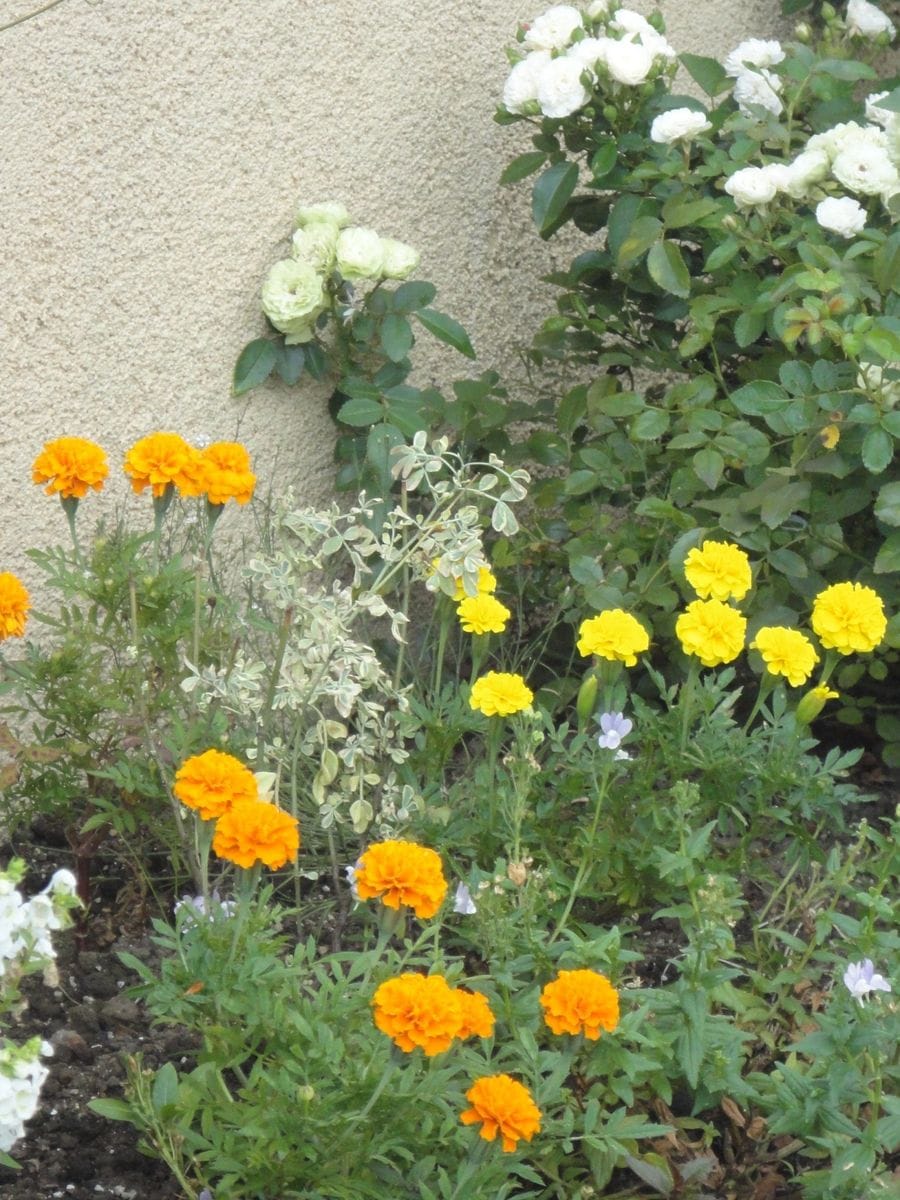 元気をくれるお花たち♪