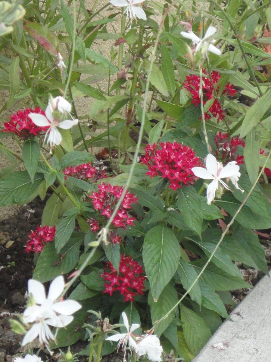 元気をくれるお花たち♪