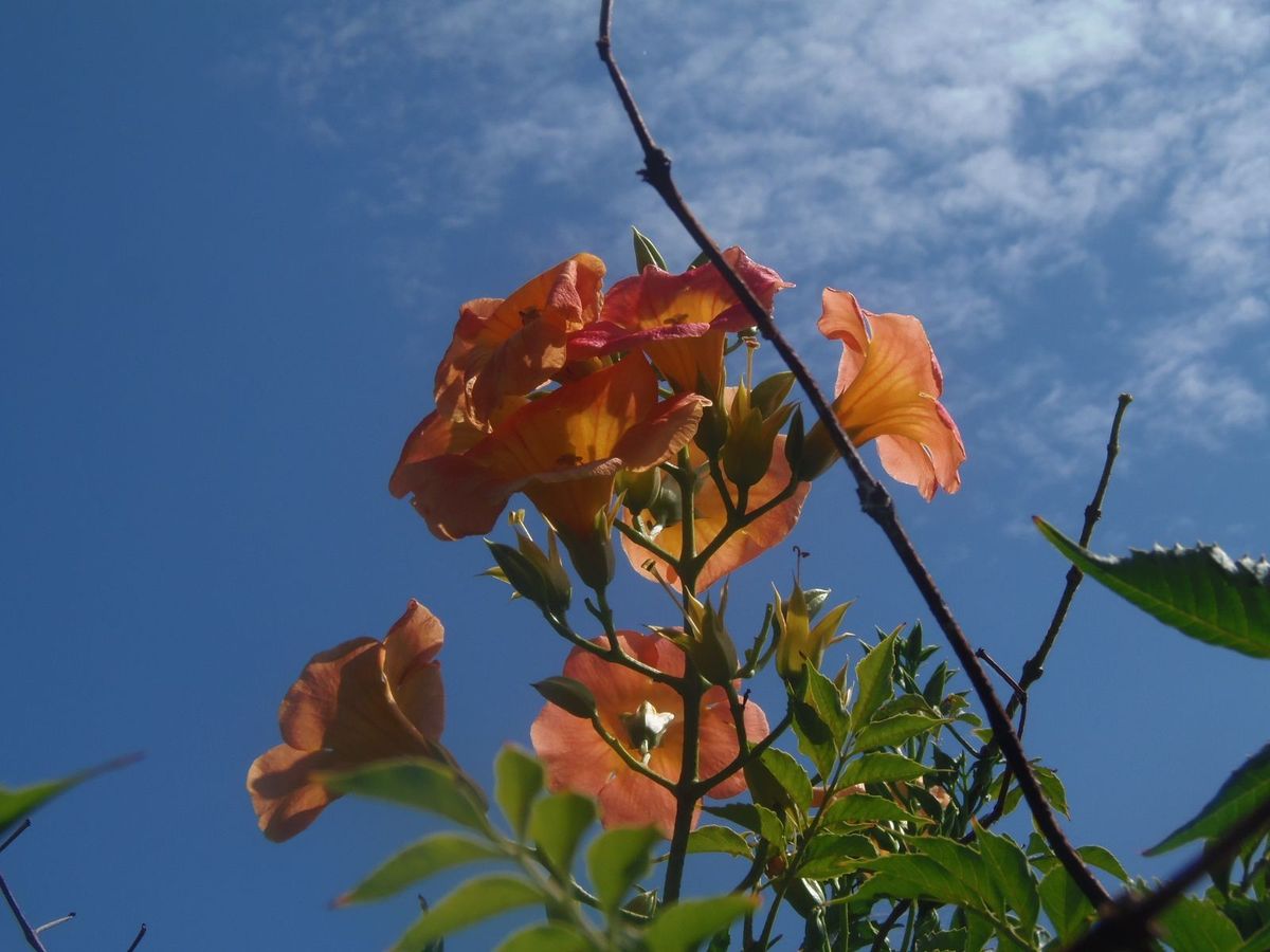 今日の花だより