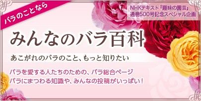 「みんなのバラ百科」本日より公開！