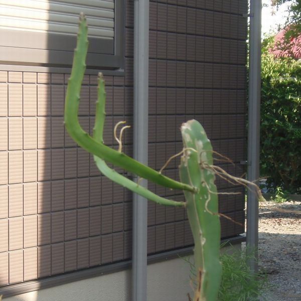 阿波踊りの練習。