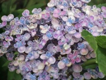 紫陽花が縹に変わる昨日今日