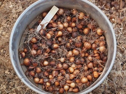 球根植え替えと覆輪花