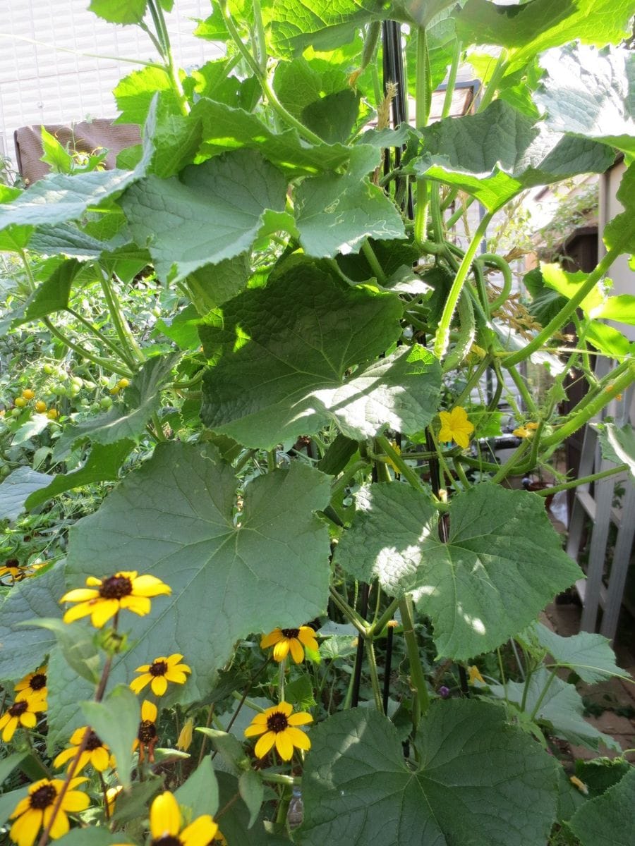 野菜と花