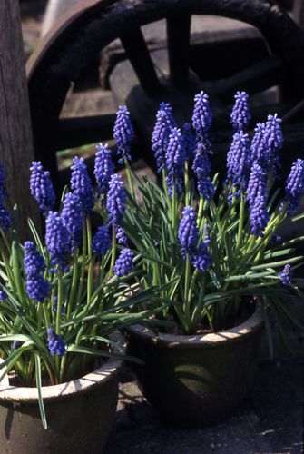 【植物図鑑】サルビアなど36種類の植物情報追加