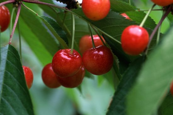 【植物図鑑】サルビアなど36種類の植物情報追加