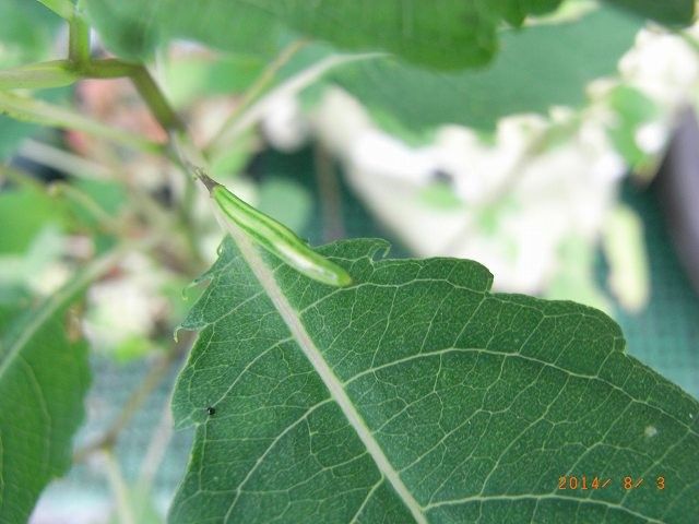 野草の比較