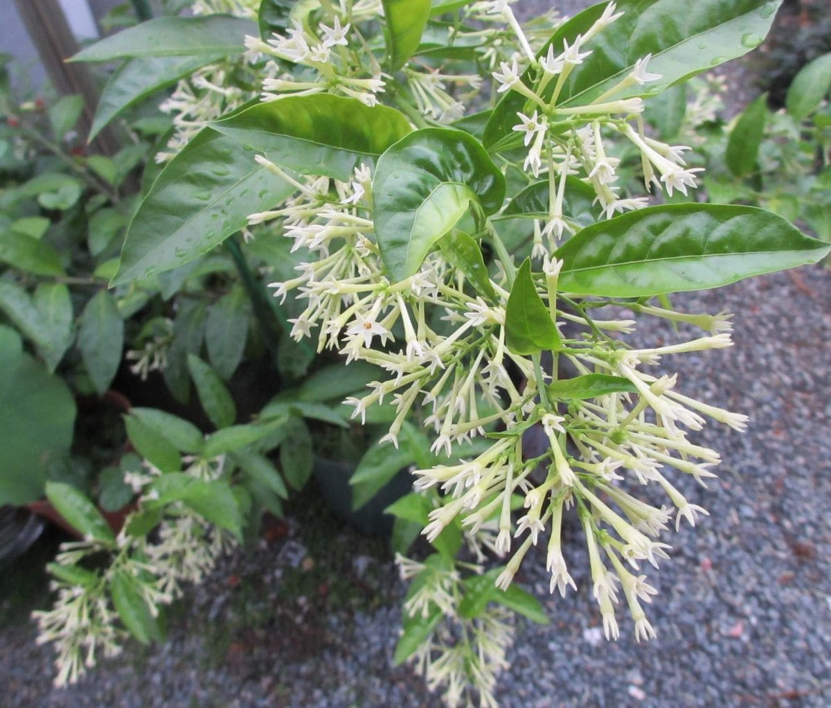 １９時夜香木の開花が始まりました。