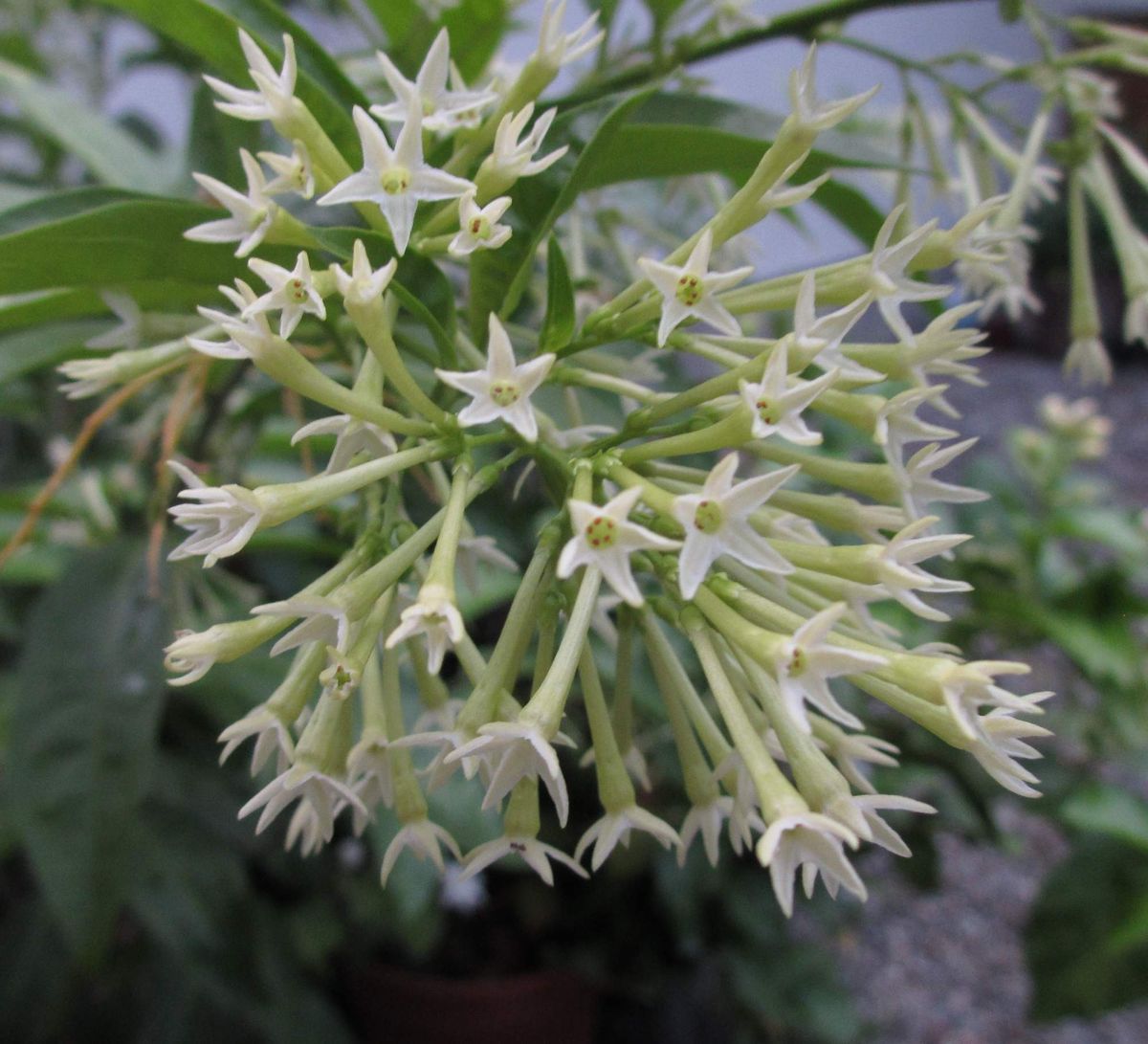 １９時夜香木の開花が始まりました。