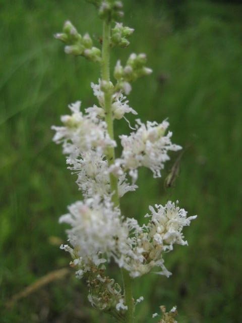 昨日見た野草