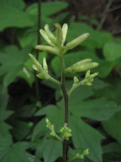 昨日見た野草