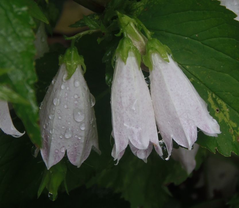 今日の花だより。ﾄﾞﾗｺﾞﾝに異変。