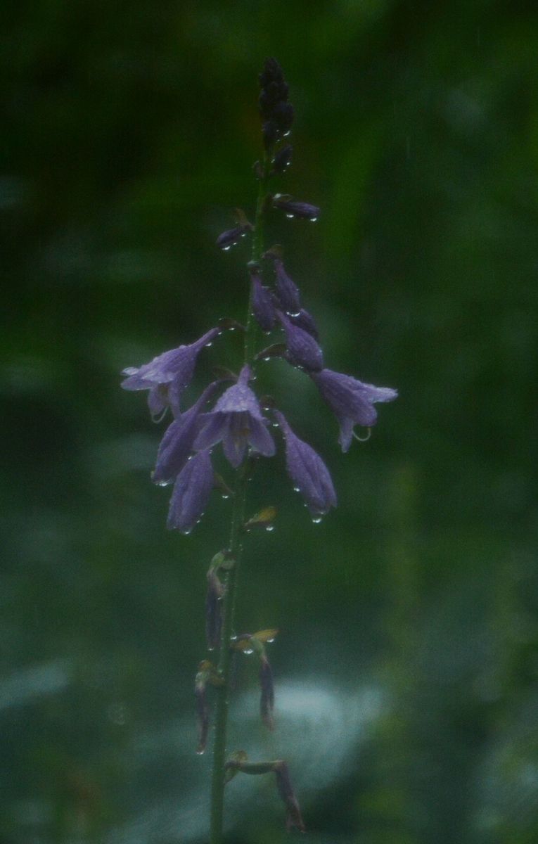 雨です。