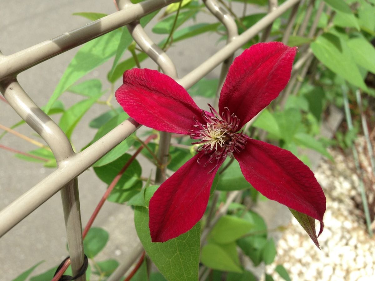 夏のお花たち