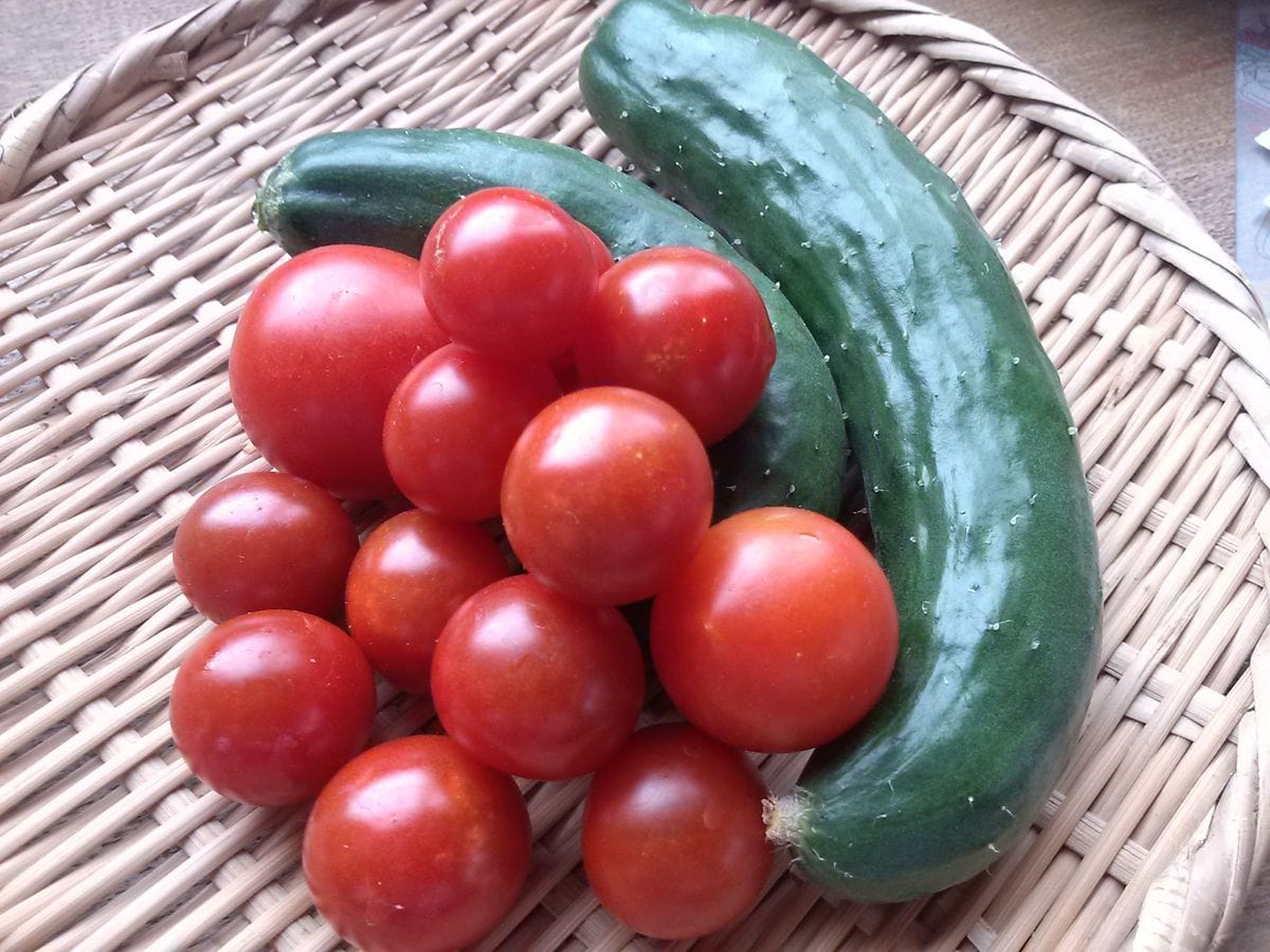 夏野菜の収穫