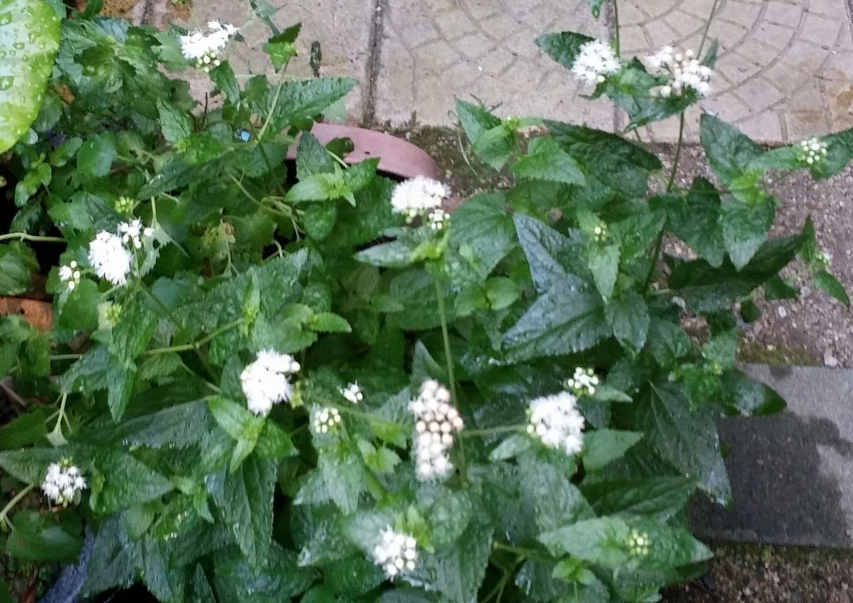 オウチでお花を眺めてよう～(*^-^*)