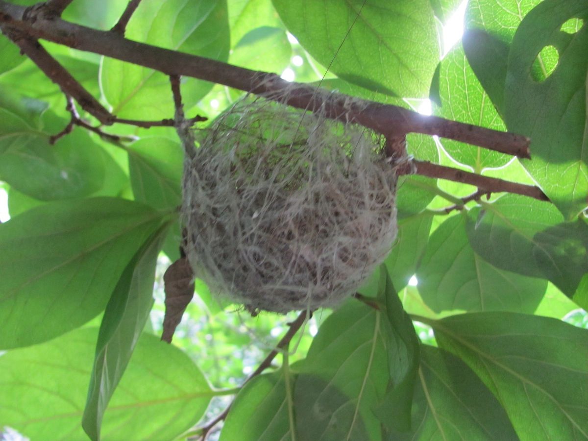 鳥の巣ですか