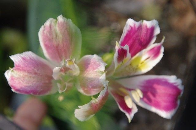 ぴんくの花たち