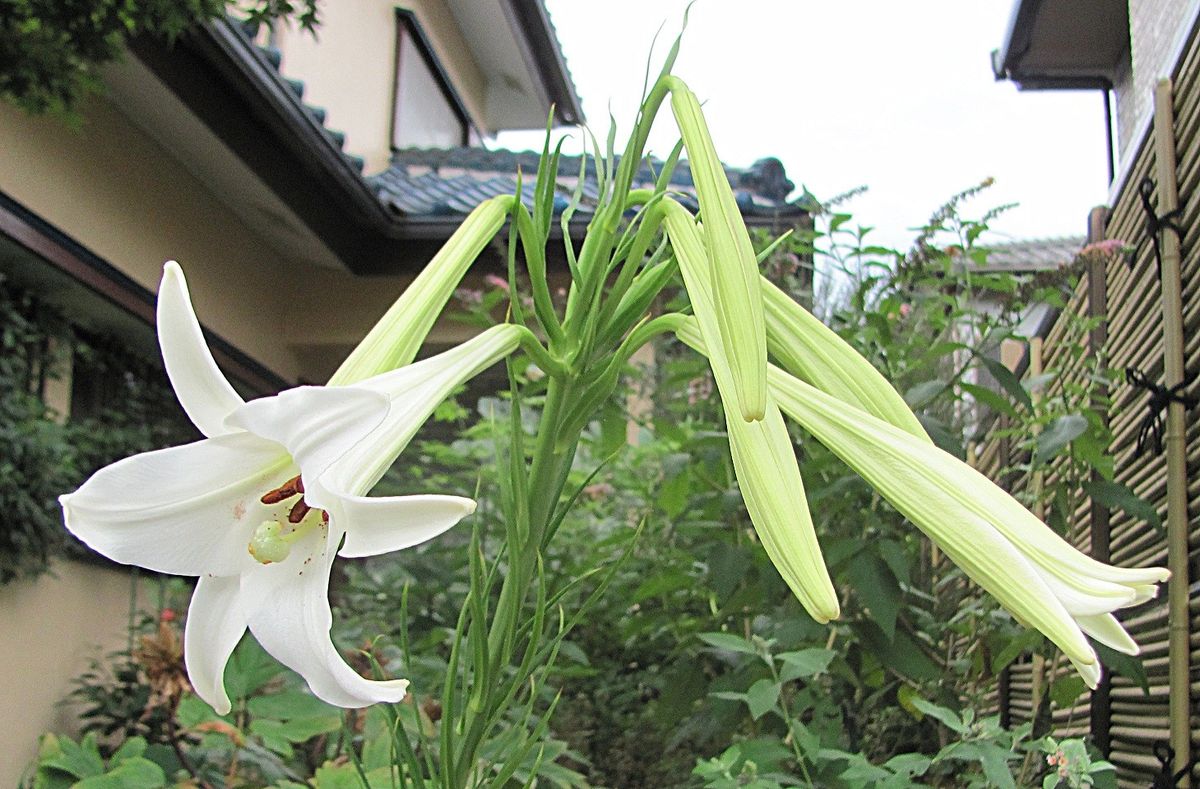 台風前の一輪