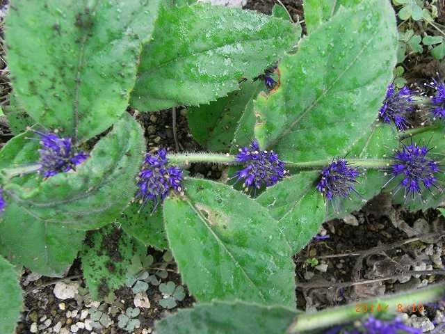 今年の野草３４