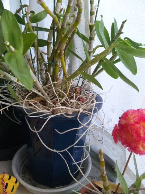 デンドロビウムの植え替え