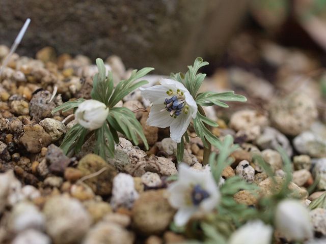 やっと節分草が開花。