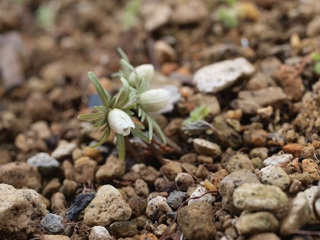 やっと節分草が開花。