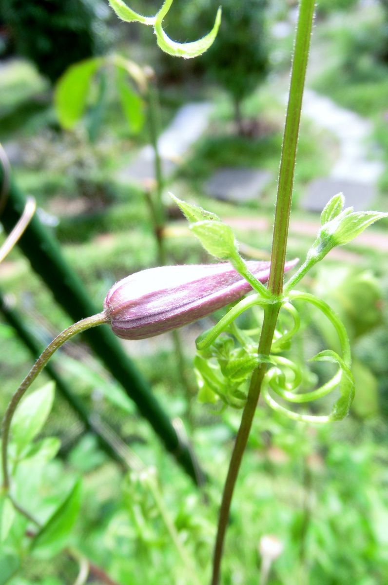 期待の蕾たち