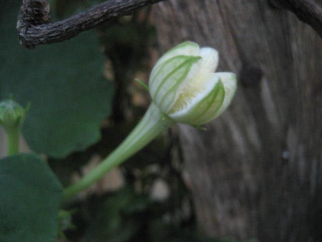 カラスウリの花