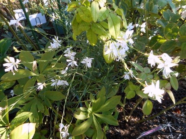 カリブラコアの2番花。