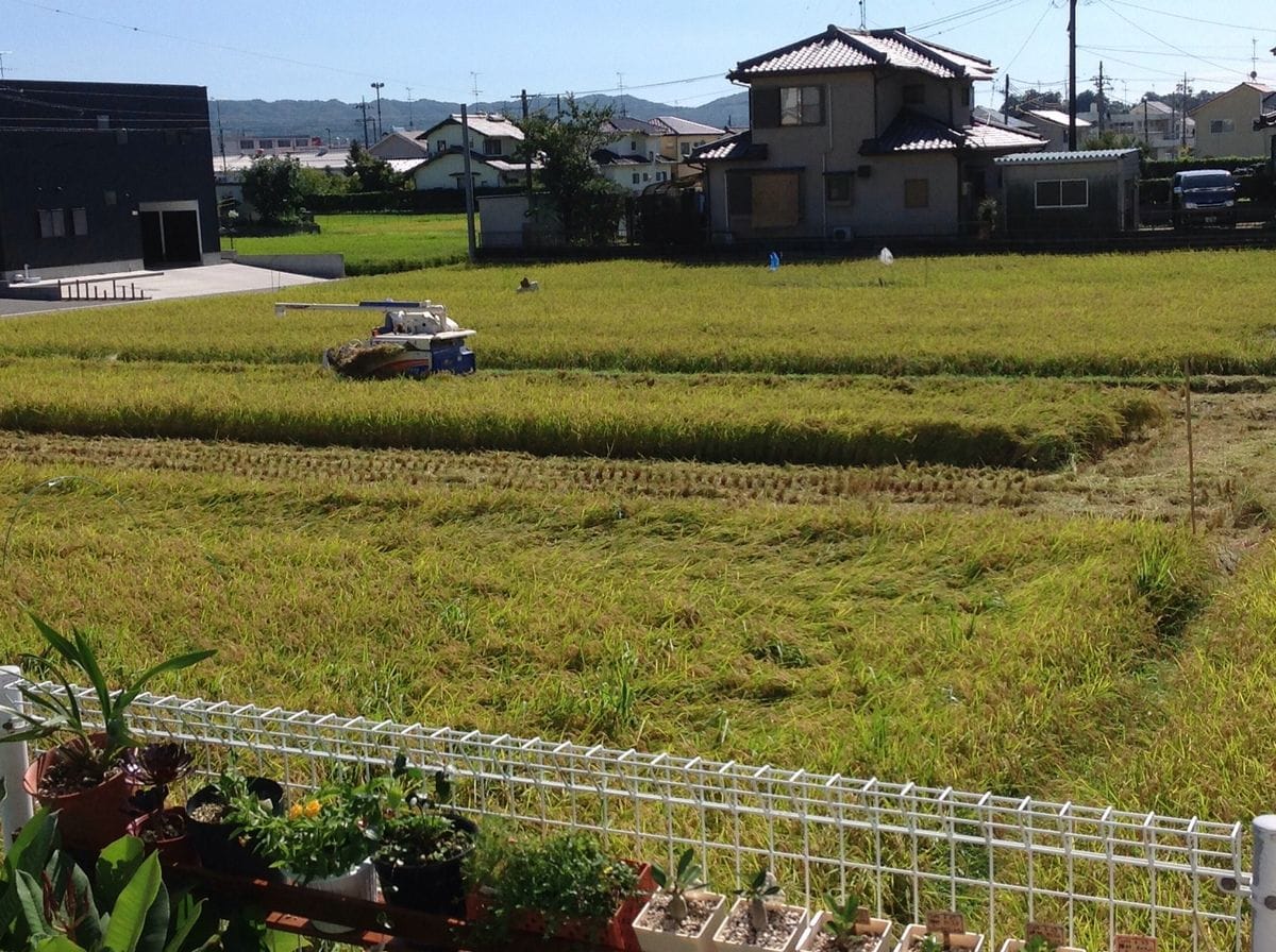 稲刈り始まる(*^◯^*)