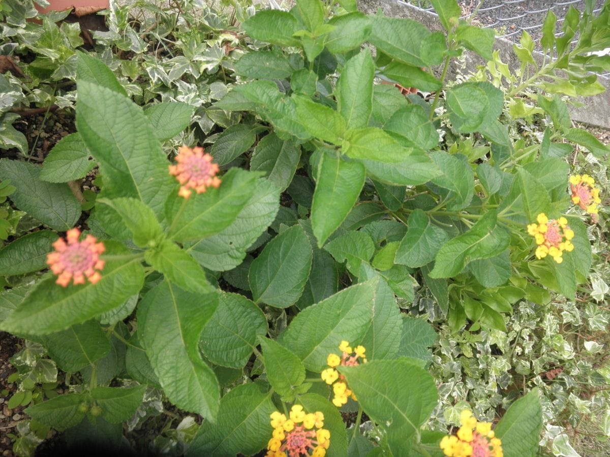 小さな花壇の花達♪