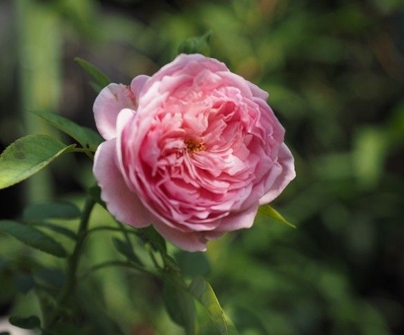 「三番花が咲いています」の続きです