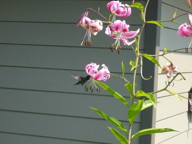 蜜はあるかな？