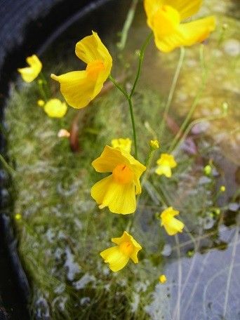 タヌキモ　開花