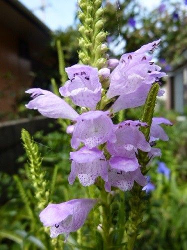 銅葉ニンジンボクに蕾