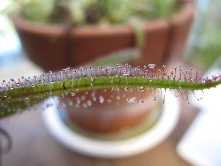 食虫植物