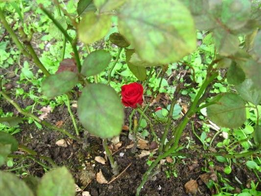 夏のミニ薔薇