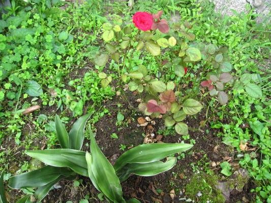 夏のミニ薔薇