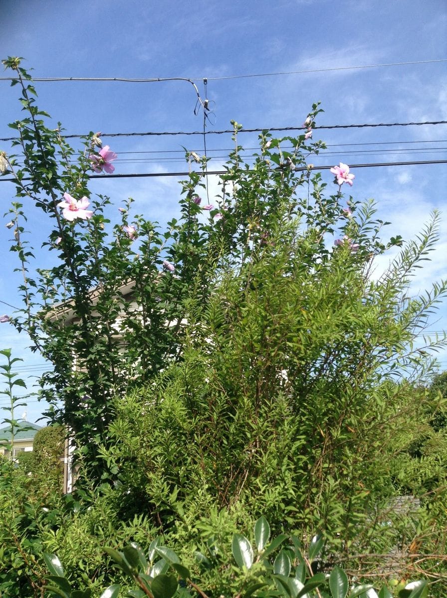 ムクゲと青空！